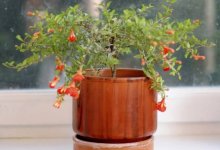 Декоративный гранат: обзор комнатного растения, как ухаживать за цветком